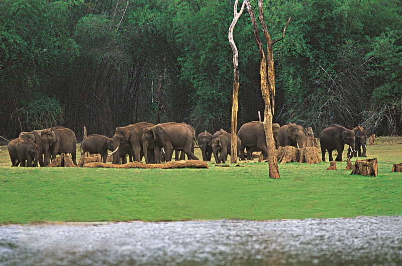 Eravikulam National Park, Munnar