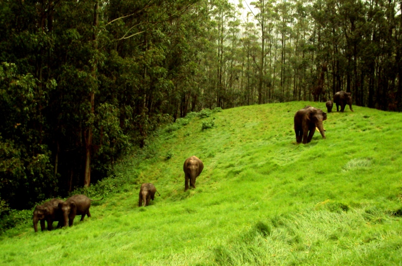 Rajamala, Munnar